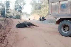 Hi hữu: Bò tót lao vào xe tải