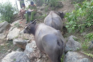 11 con trâu bị chém gục vì phá rẫy