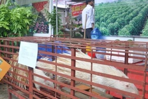 Bình Phước tổ chức Hội chợ hàng nông sản trong 7 ngày