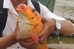 Nguyên nhân hơn 70 tấn cá chết ở hồ thủy điện Pleikrông