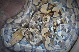 Bắt được con nưa 9 lỗ mũi, dân hoảng sợ thả về rừng