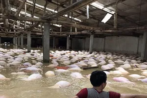 4.000 con heo chết đuối trong trang trại