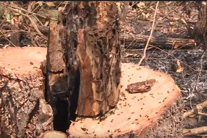 Thủ tướng yêu cầu Đắk Lắk kiểm điểm các vụ phá rừng