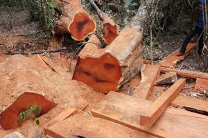 Hạ hàng chục cây gỗ trong Sách đỏ Vườn quốc gia Yok Đôn