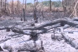 Khởi tố 4 vụ án phá rừng ở Vườn quốc gia Yok Đôn