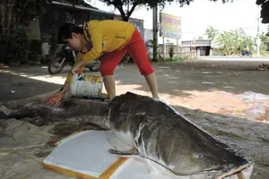 Săn được cá lăng 'khủng' hơn 85 kg trên sông Sêrêpốk