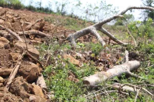 Chủ 1 gốc cây 'quái thú' đã biếu không cho một người lạ