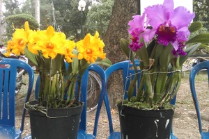 Ngắm cặp lan đạt giải ‘hoa hậu’ hội hoa Xuân Tao Đàn 2019