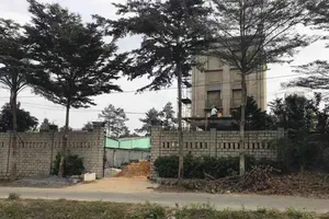 Cây trắc hàng tỉ đồng ở Củ Chi nghi bị kẻ xấu đốt gốc