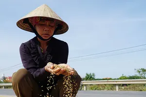 Người dân vùng lũ rớm nước mắt mang lúa nảy mầm ra phơi