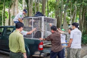 Bình Phước chính thức không còn gấu bị nuôi nhốt
