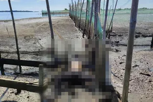 Thi thể trôi dạt vào gần bờ ở sông Gianh (Ảnh: NDCC)