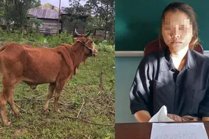 Cô gái 19 tuổi thuê xe ba gác chở bò của người khác 