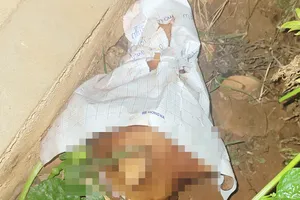 PV báo Giao Thông tiếp tục bị đe dọa, ném đầu chó vào nhà