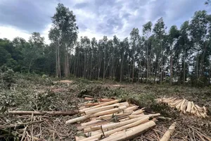 Bình Định: Rừng phòng hộ tái sinh bị chặt phá
