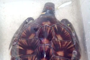 Ngư dân Hà Tĩnh bắt được đồi mồi biển có khắc chữ Hán