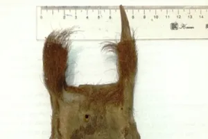 Việt Nam phát hiện loài thú tuyệt chủng sau 84 năm