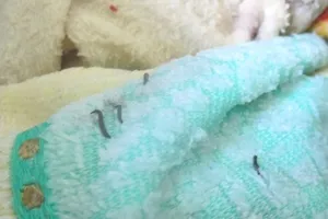 Kết quả phân tích mẫu ấu trùng trong khăn tắm Trung Quốc