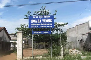 Đổ xô bán búp thanh long cho thương lái TQ không biết để làm gì