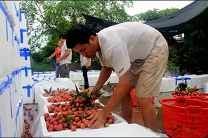 Thực hư chuyện nhập vải thiều ngâm hóa chất từ Trung Quốc 