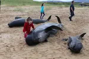 Bốn con cá voi hoa tiêu bị chết oan uổng vì mắc kẹt trên bờ