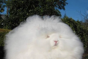 Con thỏ ngộ nghĩnh có bộ lông trắng muốt dài tới 26cm