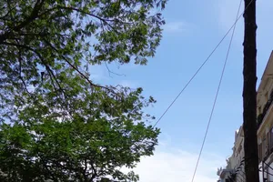 Thư ảnh gửi em Cali: Xao xuyến chia tay hàng cây Sài Gòn