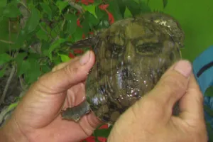 Bí ẩn con ba ba có hình mặt người trên mai