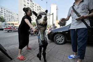 Kỳ lạ chú lạc đà không bướu “lai” gấu trúc