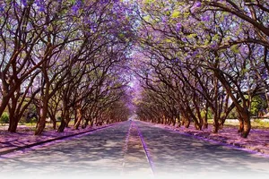 Ngất ngây chiêm ngưỡng những con đường đẹp bậc nhất thế giới