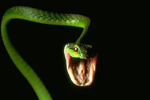 Phiên tòa náo loạn vì một con rắn phóng ra tấn công bị cáo