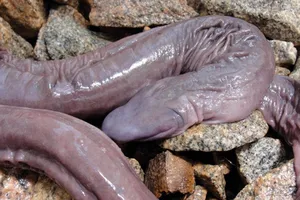 Bảy loài động vật có hình thù đáng sợ, nguy hiểm nhất thế giới