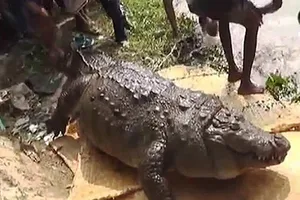 Cá sấu 100 tuổi chết vì... béo phì