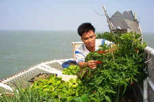 Mầm xuân từ những nhà giàn