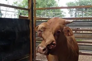 Bò hai mặt ở Australia