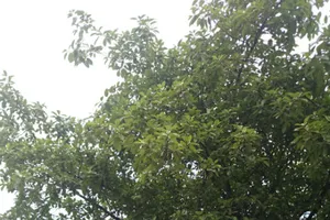 Cận cảnh hàng cây trên đường 'đẹp nhất VN' trước giờ bị đốn hạ