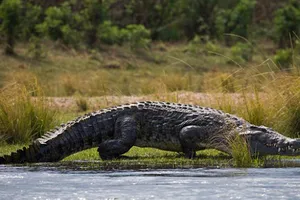 Du khách kinh hoàng chứng kiến cá sấu ăn thịt người đàn ông xấu số