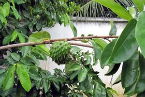 Thương lái lạ mặt mua lá mãng cầu xiêm và ‘chuyện nàng An Thị’