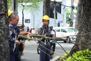 TP.HCM: Chặt tỉa cây xanh có nguy cơ gãy đổ