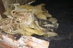 Cận cảnh 'công nghệ' chế biến da heo phồng