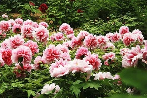 Lạc Dương-thiên đường hoa mẫu đơn