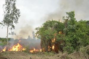 Cháy lớn ở khu cỏ lau huyện Bình Chánh