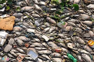 Mỗi ngày vớt hàng trăm ký cá chết ở kênh Nhiêu Lộc