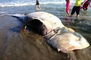 Cá voi 'khủng' trôi dạt vào đồi dương