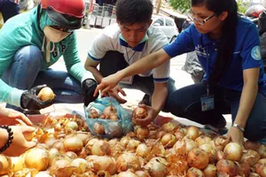 'Giải cứu' hành tây giúp nông dân Đà Lạt