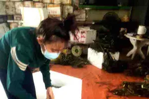 Ồ ạt thu gom cau non bán sang Trung Quốc