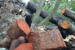 Hà Nội công bố mức kỷ luật cán bộ trong vụ chặt cây xanh