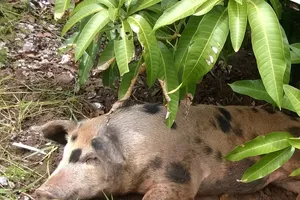 Chú heo năm móng 'cơ nhỡ' mò đến xã để nhờ 'trợ cấp'