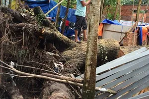 Cây cổ thụ bật gốc, đè chết 2 thợ hồ lúc nửa đêm