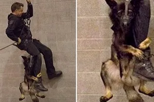 Chú chó cảnh sát 'run như cầy sấy' trong bài tập khó